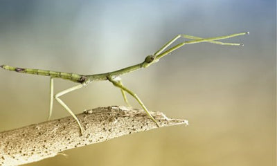 A Guide to Caring for Stick Insects - Woonona Petfood & Produce