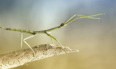 A Guide to Caring for Stick Insects - Woonona Petfoods