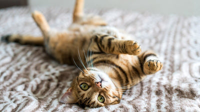 Back To Life Blues and How To Beat Them - Woonona Petfoods