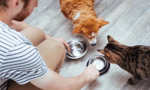 Balancing Multi-Pet Households: Tips for Harmony Between Dogs, Cats, and More - Woonona Petfoods