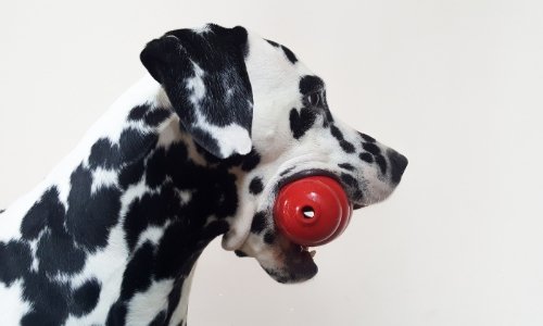 DIY Dog Boredom Buster, Interactive Dog Toy