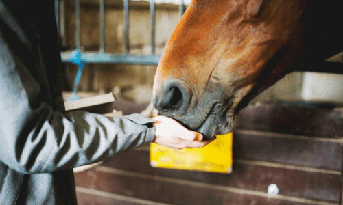 Choosing the Right Supplements for Your Horse: A Guide to Health and Performance - Woonona Petfoods