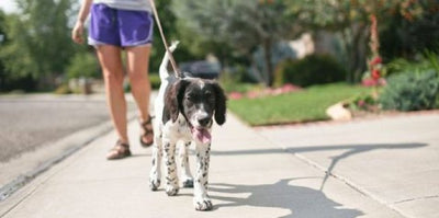 Exciting ways to keep your puppy entertained! - Woonona Petfoods