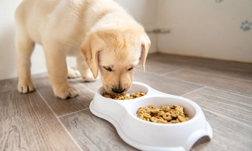 Do i have to cheap feed my puppy puppy food