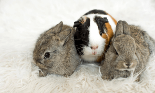 How Loneliness Affects Rabbits and Guinea Pigs And How to Keep Them Stimulated - Woonona Petfoods