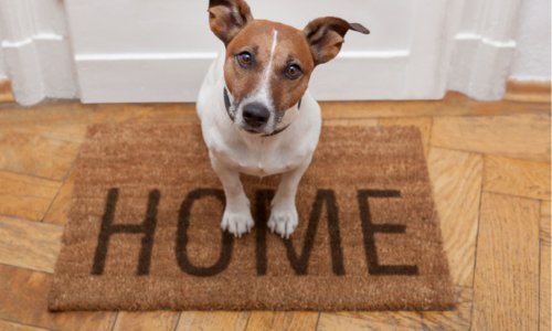 How to avoid flea infestations in your home - Woonona Petfoods