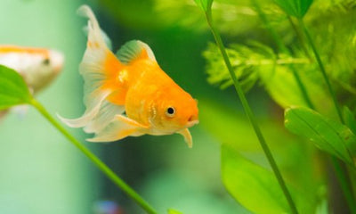 How To Care For A Goldfish - Woonona Petfoods