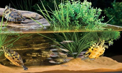 How to care for a turtle - Woonona Petfood & Produce