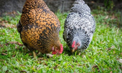 How to Care for Chickens - Woonona Petfoods