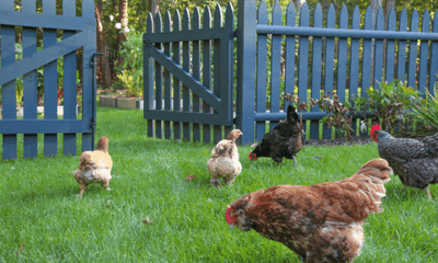 How To Care For Chickens: A Complete Guide - Woonona Petfoods