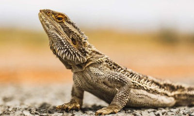 How to Care for Your Bearded Dragon - Woonona Petfoods