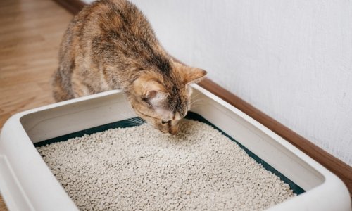 How to Environmentally Dispose of Cat Litter: Tips for Pet Owners - Woonona Petfoods