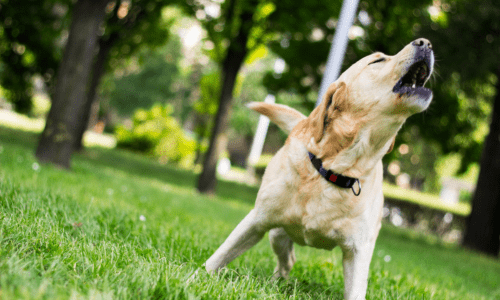 How to Stop Dogs from Barking: A Guide for Pet Owners - Woonona Petfoods