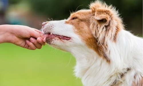 Is flea and tick prevention needed during winter? - Woonona Petfoods