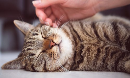 Nexgard Spectra for Cats - Woonona Petfoods