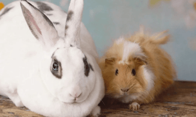 Pet Guide: Everything You Need to Know About Caring for Rabbits and Guinea Pigs - Woonona Petfoods