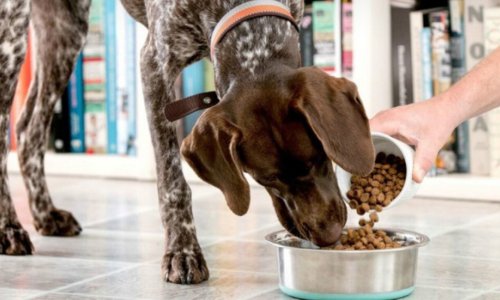 Pros and Cons of Grain Free Dog Food - Woonona Petfoods