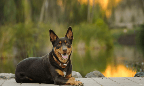 Spotlight on Aussie Native Dog & Cat Breeds - Woonona Petfoods