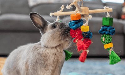 The Best Toys for Rabbits: Enrichment & Entertainment - Woonona Petfoods