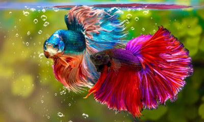 The Complete Care Guide for Siamese Fighting Fish - Woonona Petfood & Produce