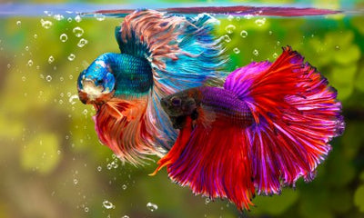 The Complete Care Guide for Siamese Fighting Fish - Woonona Petfoods