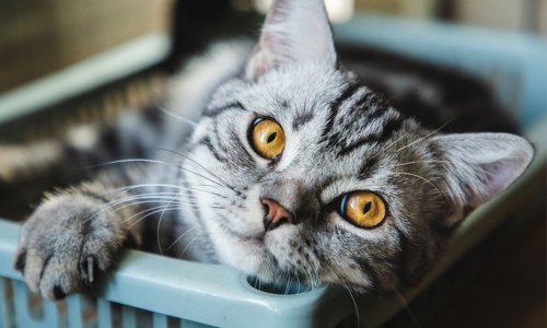 Thinking of getting a cat? - Woonona Petfoods