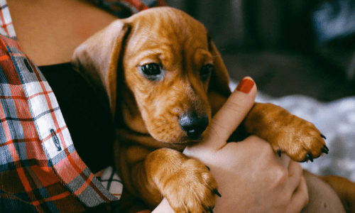 Top 10 Mistakes First-Time Pet Owners Make (and How to Avoid Them) - Woonona Petfoods