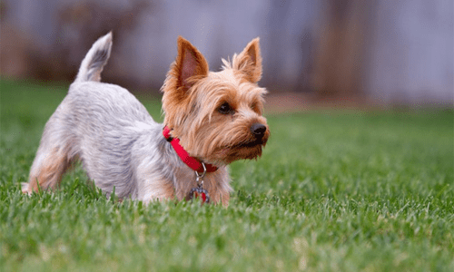 Understanding Pet Body Language: What Is Your Pet Really Saying? - Woonona Petfoods