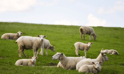 Understanding Sheep & Goat Supplements: What Do They Really Need? - Woonona Petfoods