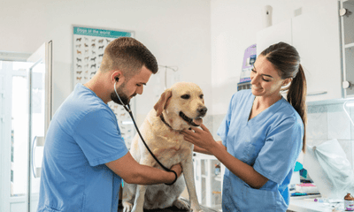 Why Our Vets Deserve More Thanks Than Ever - Woonona Petfoods