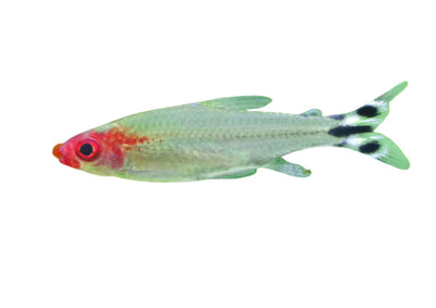 Fish L Tetra Rummynose 3.5cm