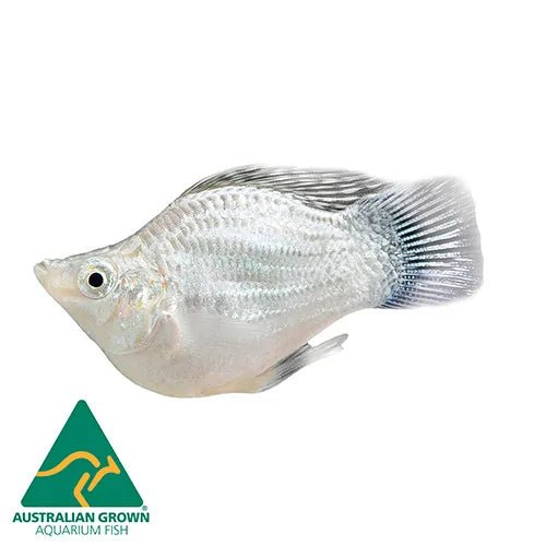Fish Live Molly Balloon 3.5cm - Woonona Petfoods