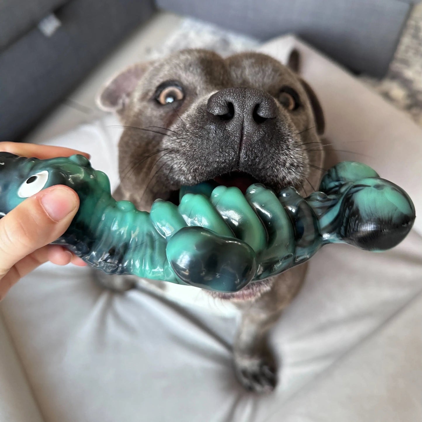 Happy Staffy Co. Chewzilla Sea Chomper - Woonona Petfoods