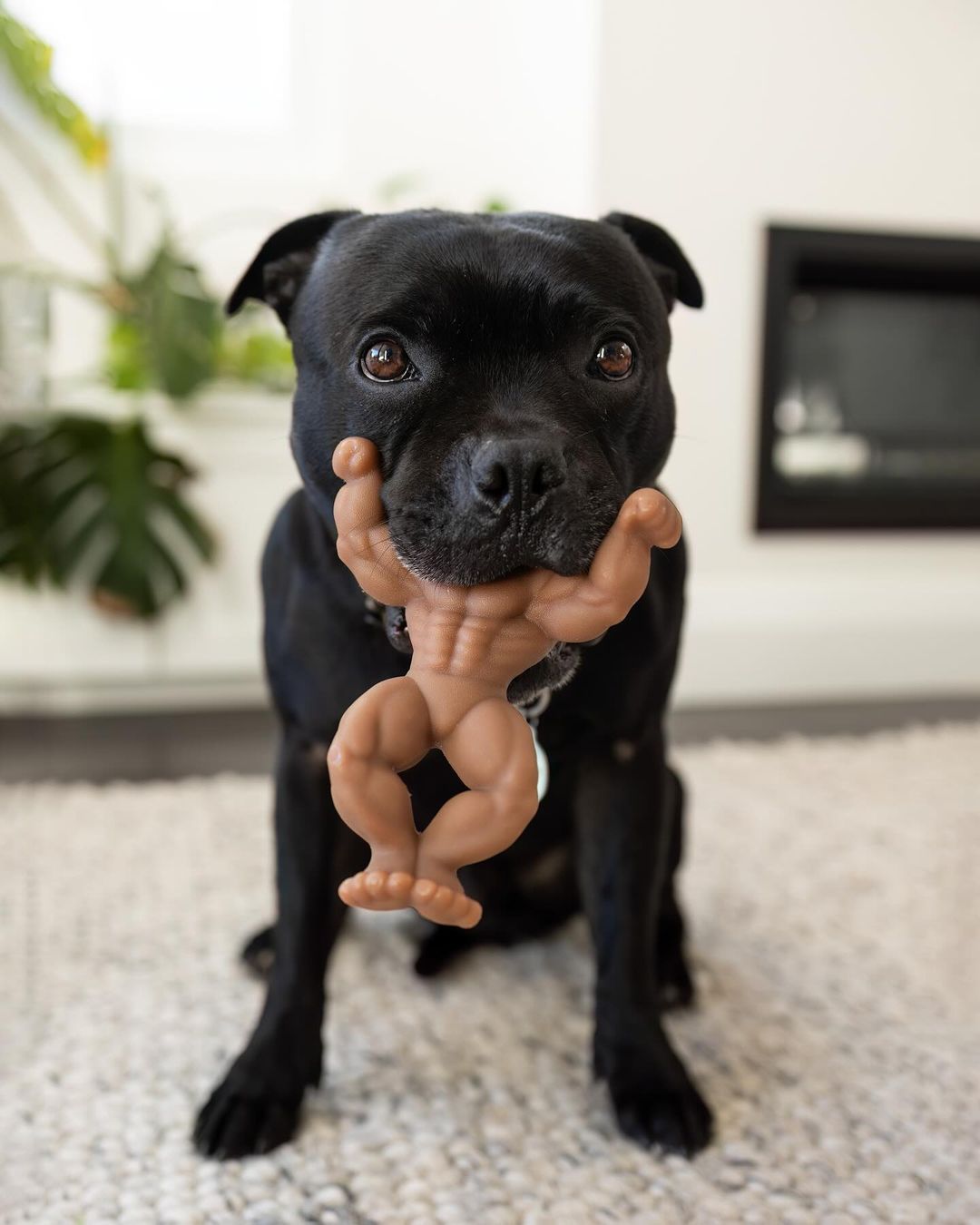 Happy Staffy Co. Staffy Schwarzenegger - Woonona Petfoods