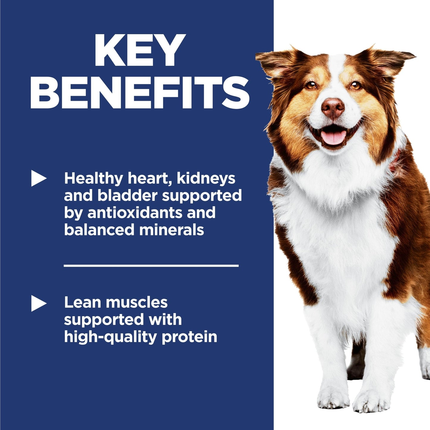 Hill's Science Diet Senior Adult 7+ Dry Dog Food - Woonona Petfoods