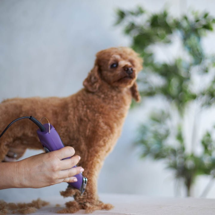 Kazoo Pro Plus Brushless Dog Clipper - Woonona Petfoods