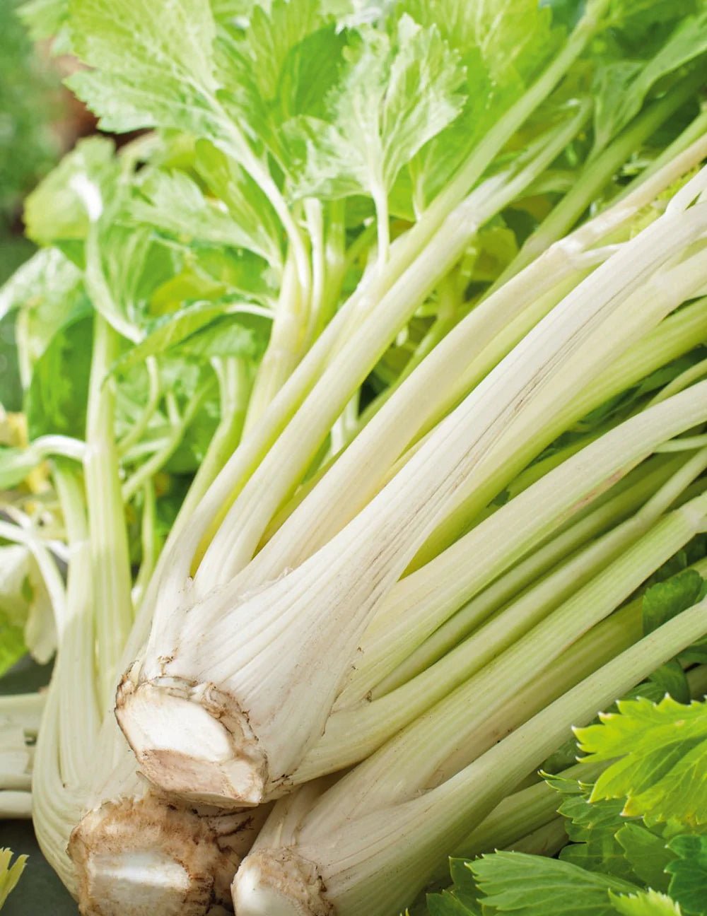 Mr Fothergills Celery Golden Self Branching - Woonona Petfoods