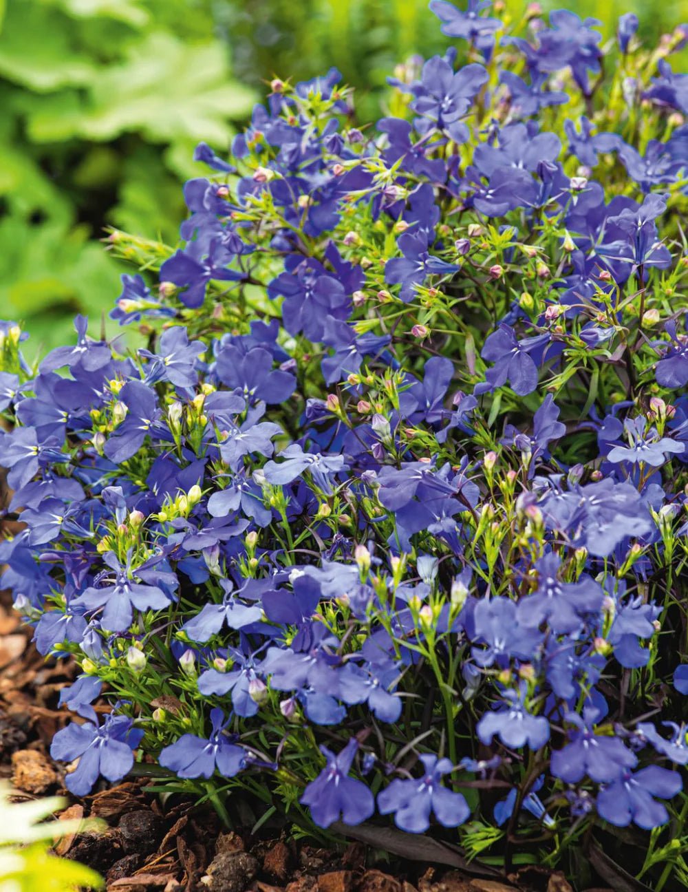 Mr Fothergills Lobelia Crystal Palace - Woonona Petfoods