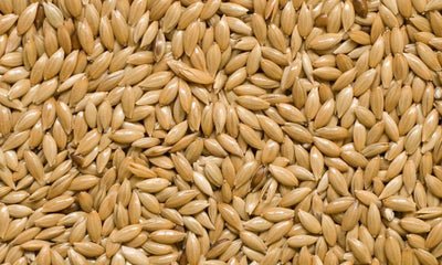 Plain Canary Seed Avigrain per