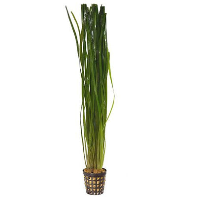 Plant Live - Thin Vallisneria