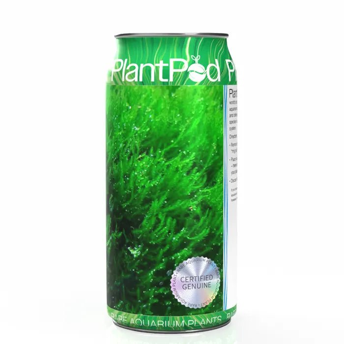 Plant Pod Shrimp Moss Flame Large - Woonona Petfoods