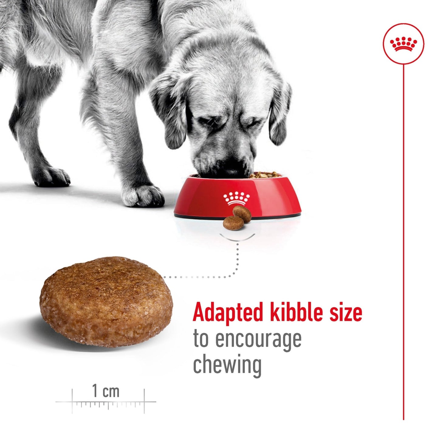 Royal Canin Dry Dog Food Maxi Large Breed Adult 5+ 15kg - Woonona Petfoods