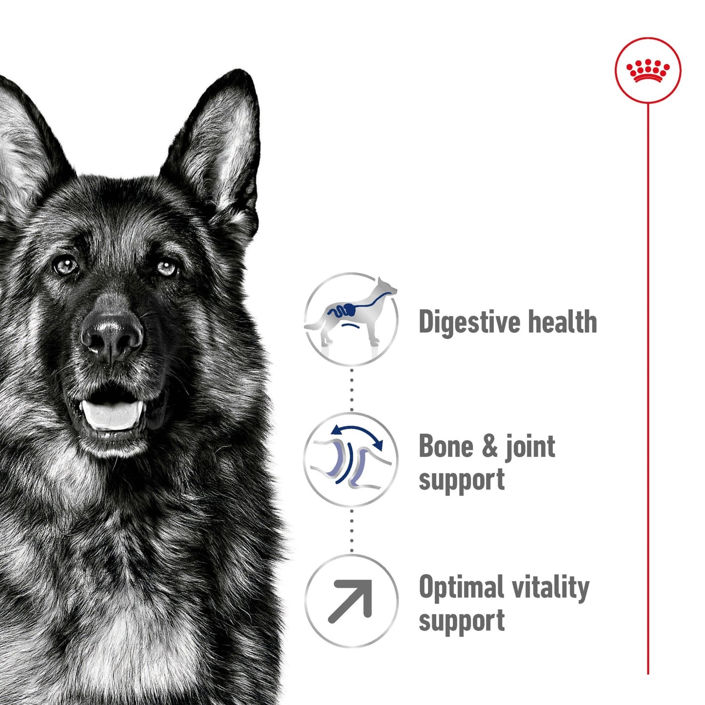 Royal Canin Dry Dog Food Maxi Large Breed Adult 5+ 15kg - Woonona Petfoods