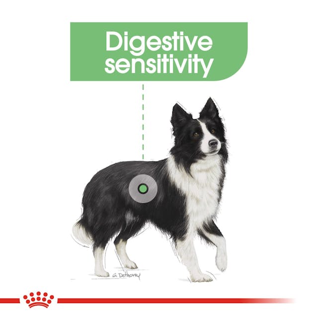 Royal Canin Dry Dog Food Medium Breed Digestive Care - Woonona Petfood & Produce