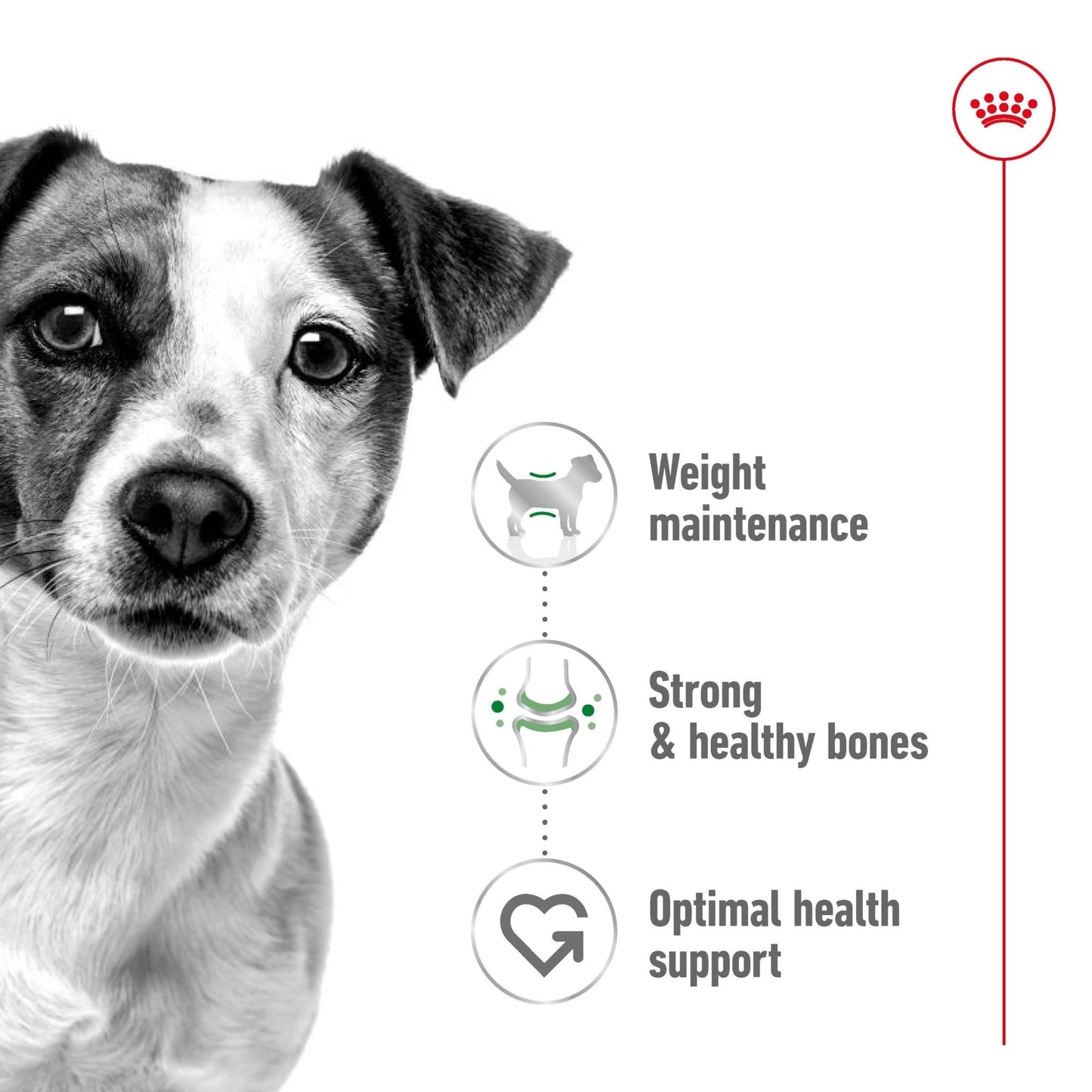 Royal Canin Wet Dog Food Mini Adult 12x85g - Woonona Petfoods