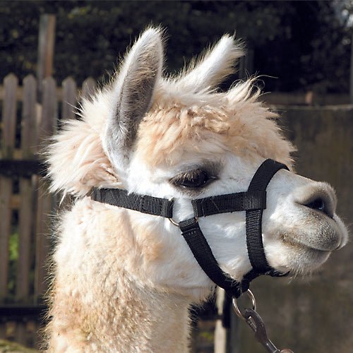 Alpaca Halter - Woonona Petfood & Produce