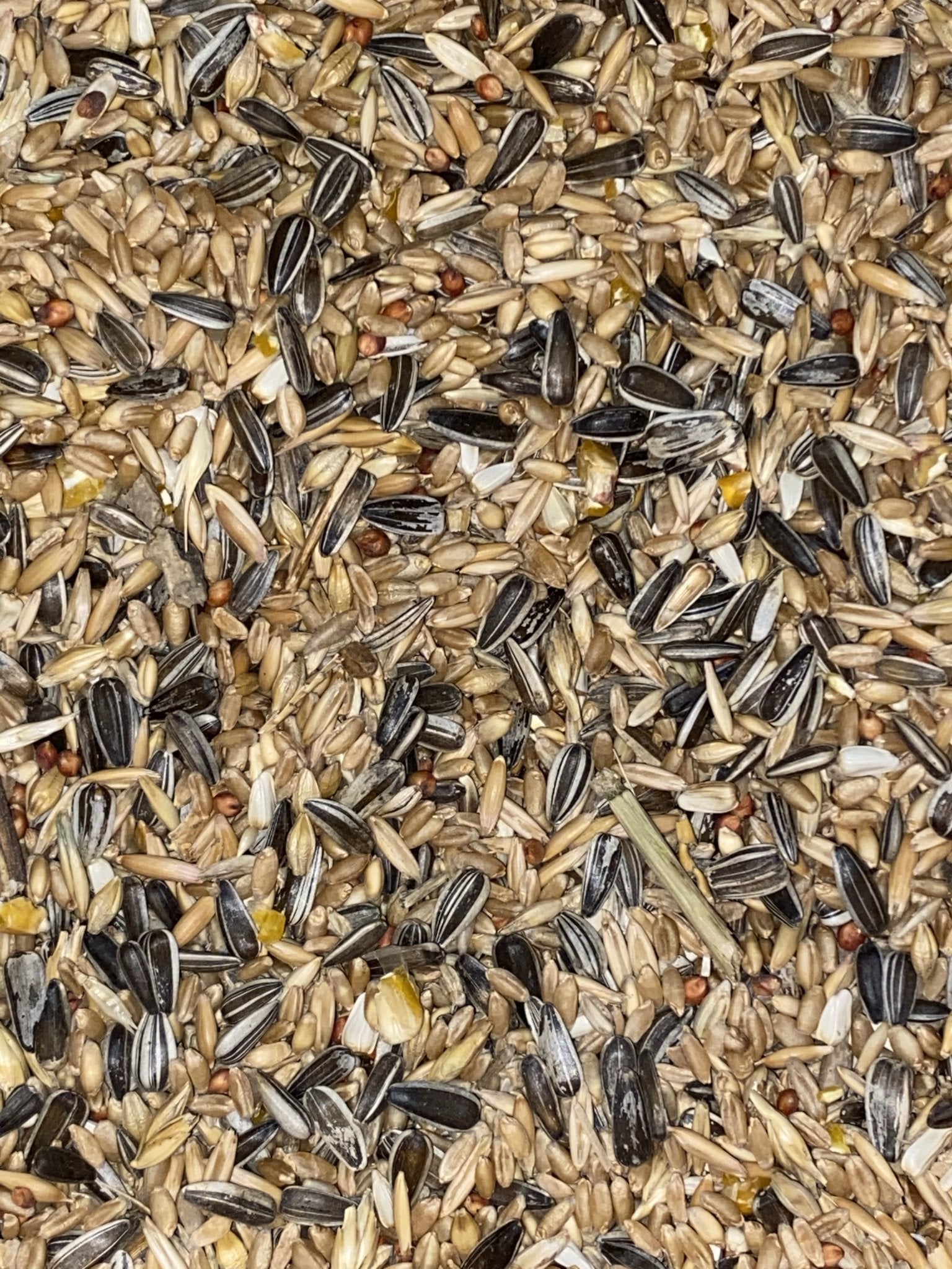 Cocky Mix Avigrain - Woonona Petfood & Produce