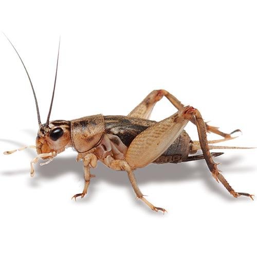 Crickets Large 25 Tub - Woonona Petfood & Produce