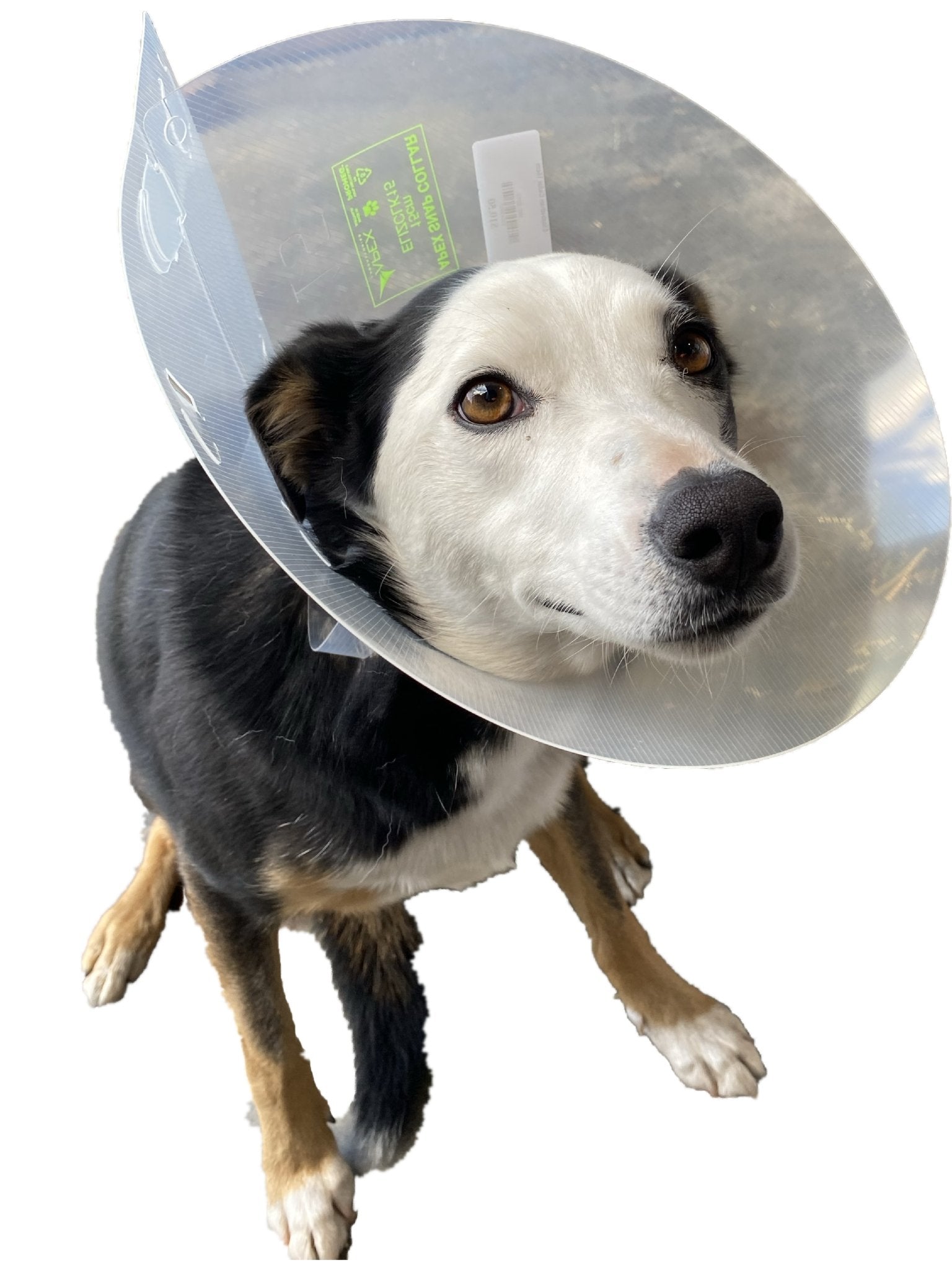 Elizabethan Collar - Woonona Petfood & Produce