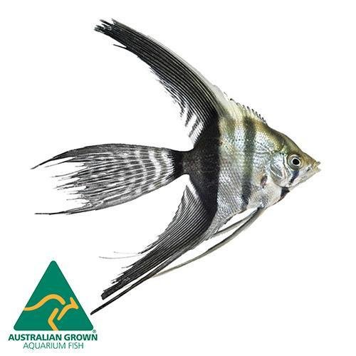 Fish L Angel 4.5cm - Woonona Petfood & Produce